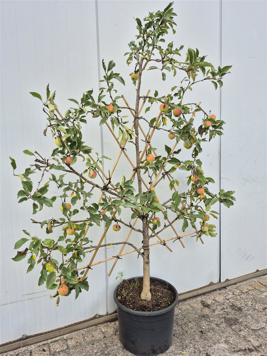 Palmettenspalier