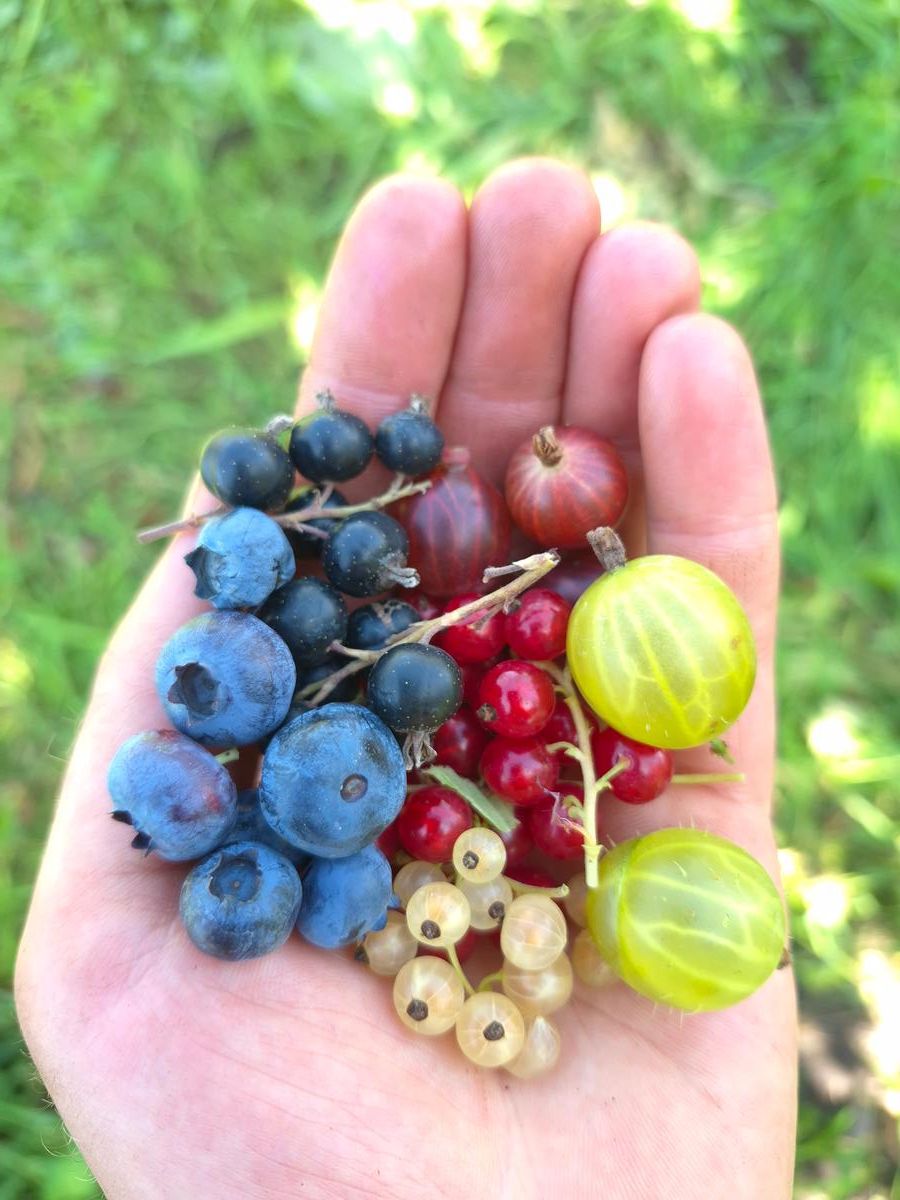 Beeren