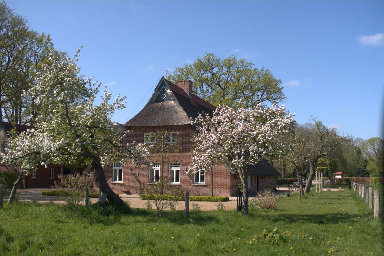 Der Hof der Baumschule Brüntjen mit blühenden Obstbäumen