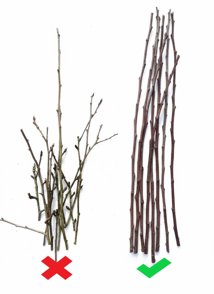 Vergleich von Trieben: alte Triebe links, einjährige Triebe rechts